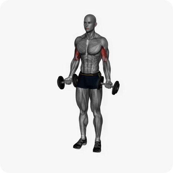 Bicep Curl