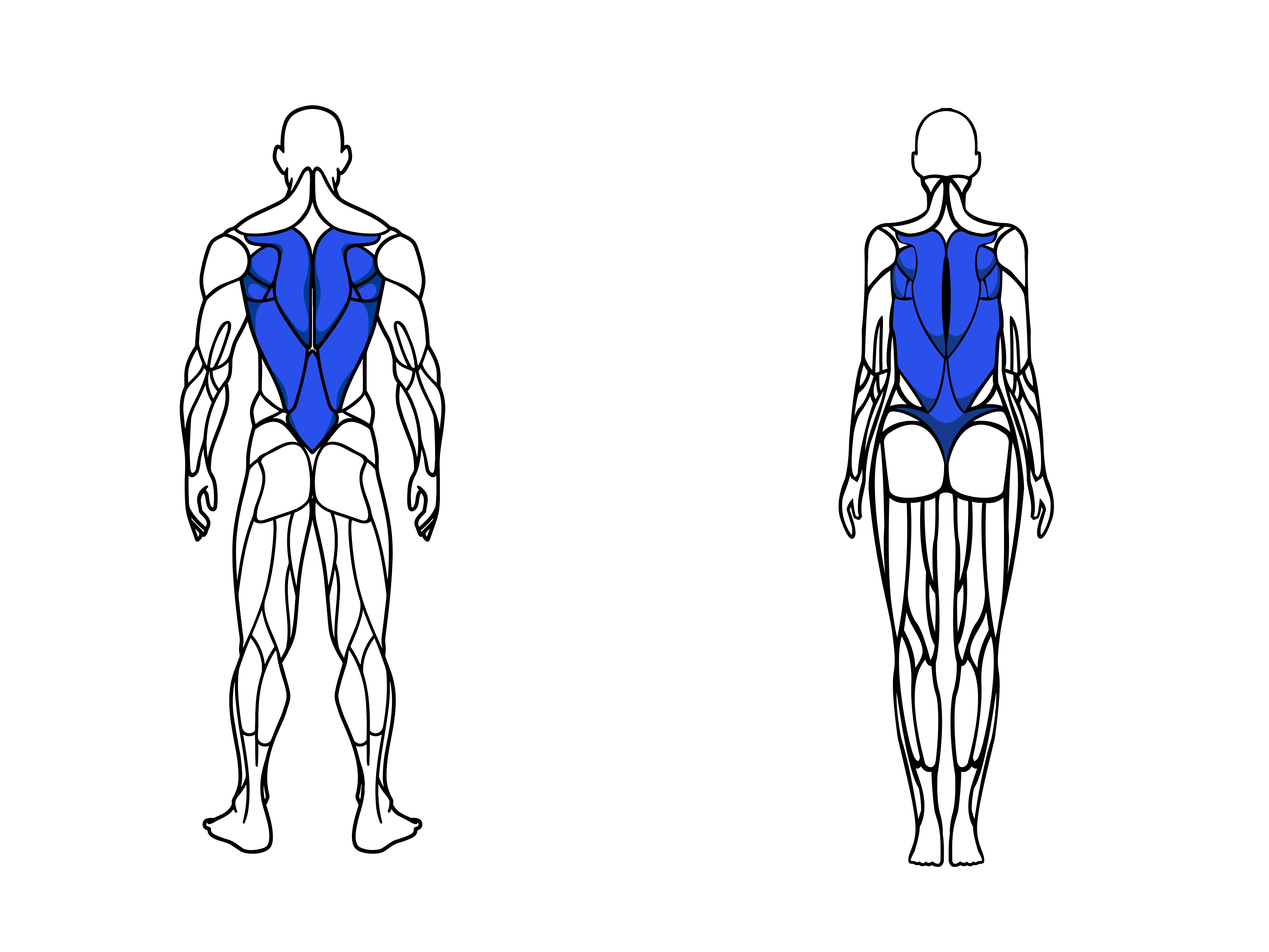 Back muscle groups for male and female